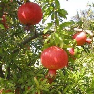 INSPIRATION⚜️🙏🙏